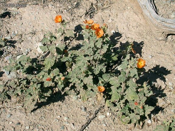 Malva di Coulter 6