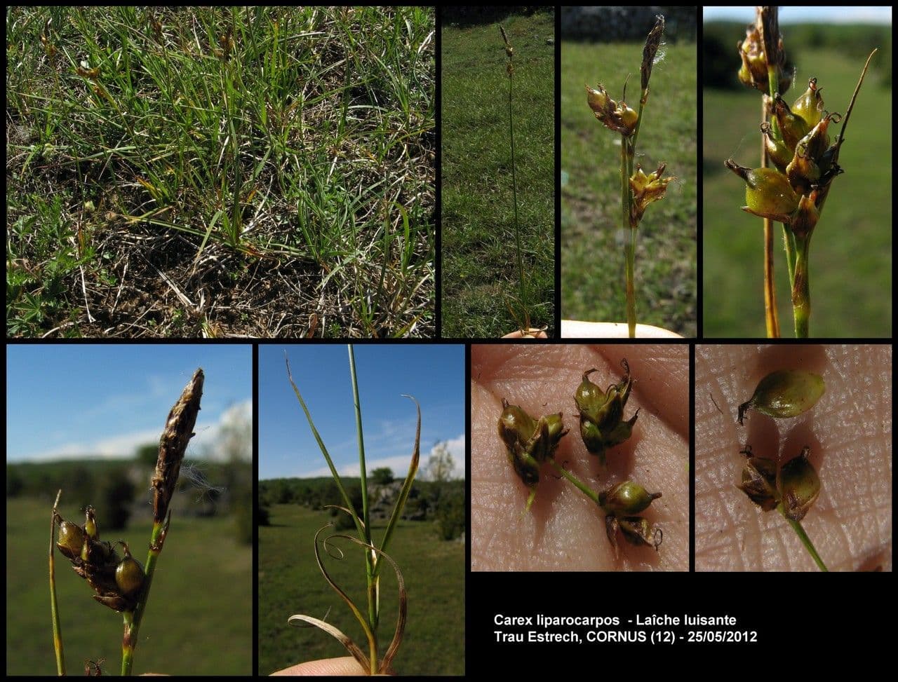 Carex liparocarpos 19