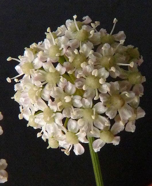 Peucedano gallico 7