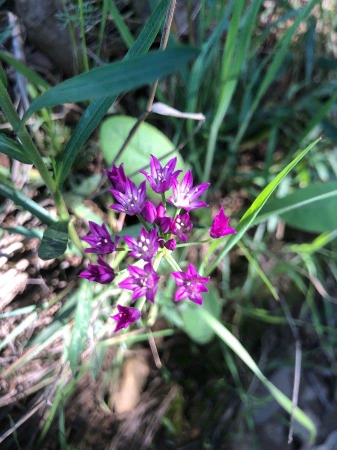 Cebula Drummonda 5