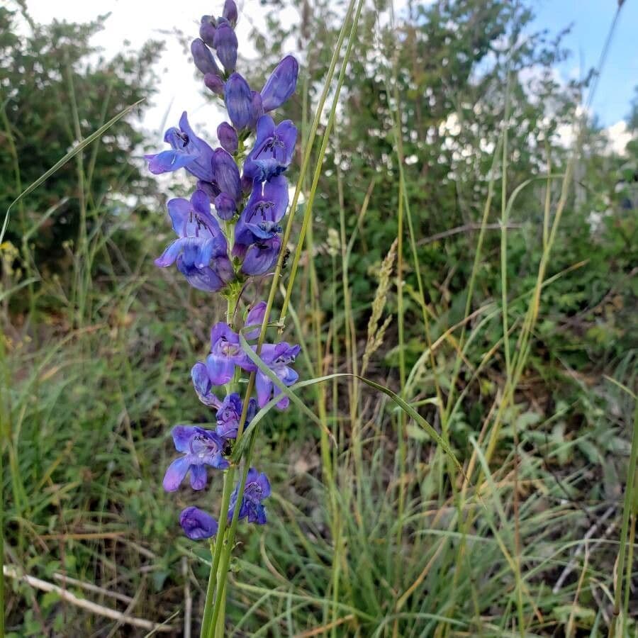 Penstemon 4