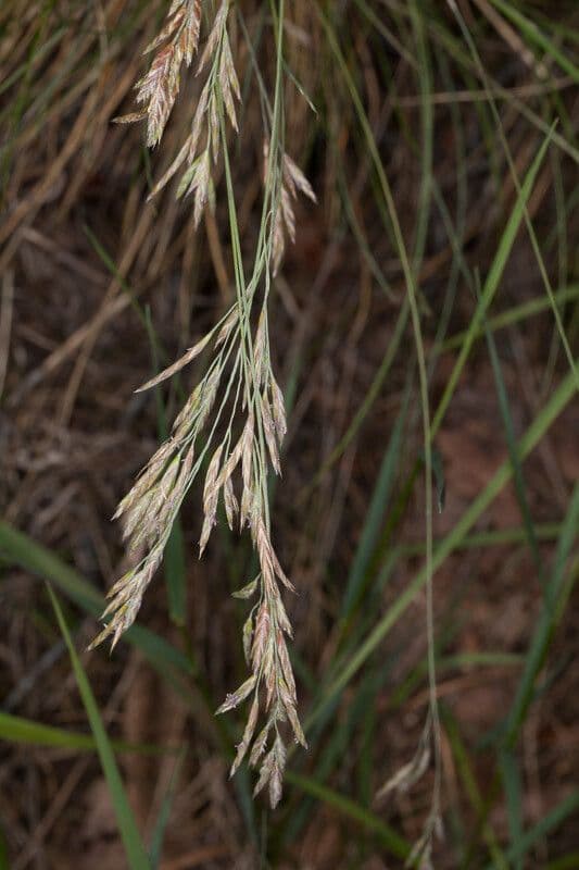 Festuca flavescens 6
