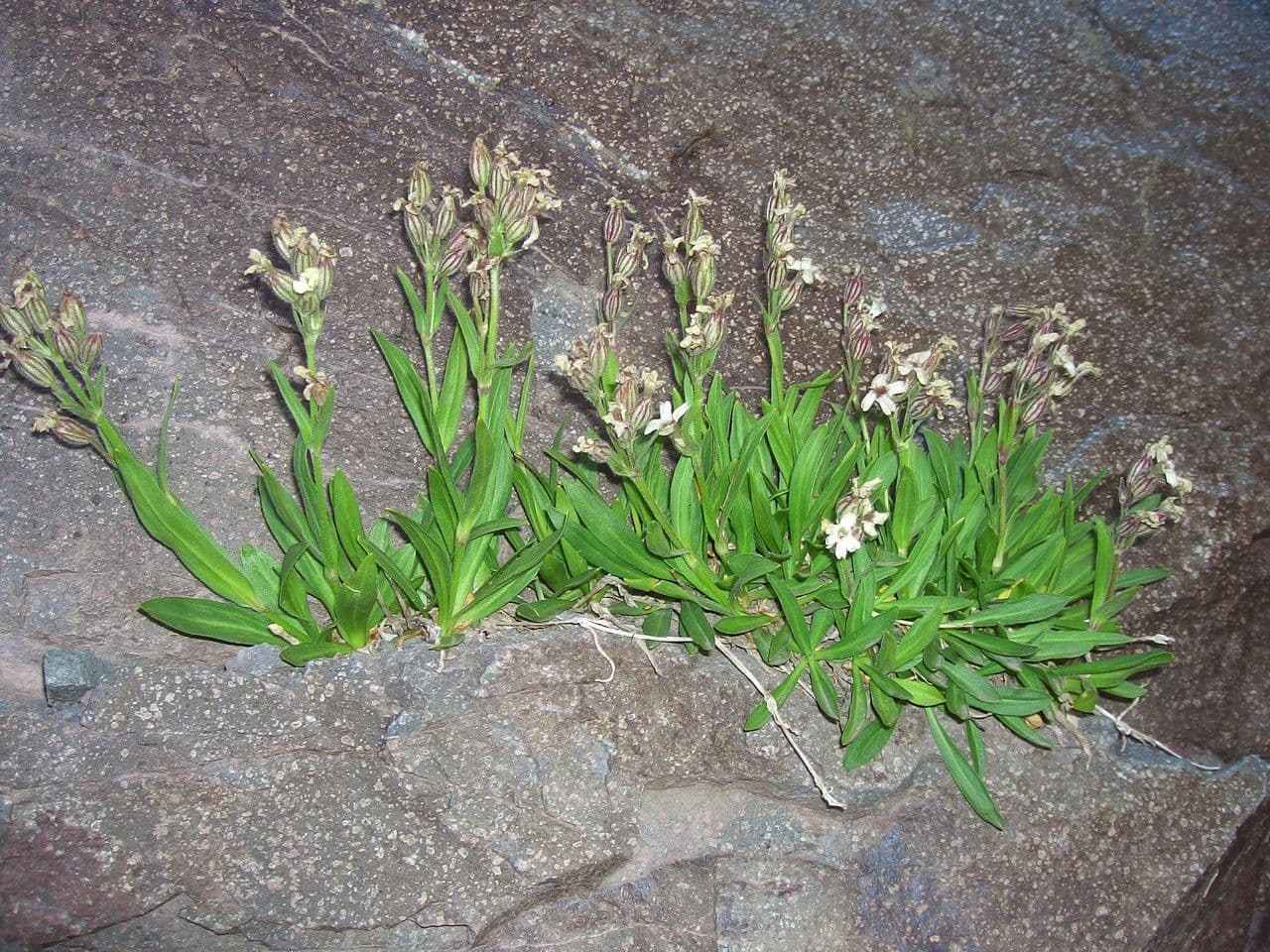 Silene 4