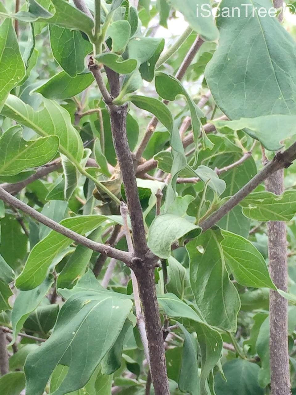 Vangueria 6