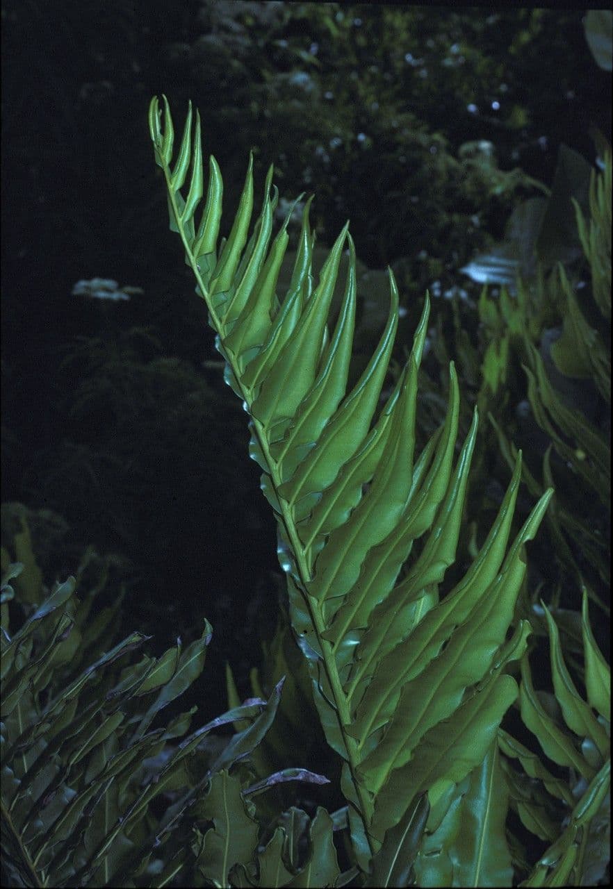Acrostichum danaeifolium