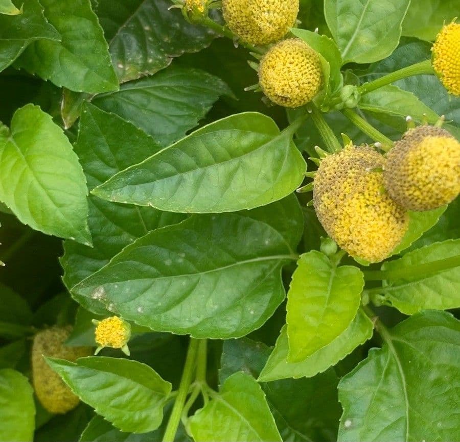 Acmella oleracea 19