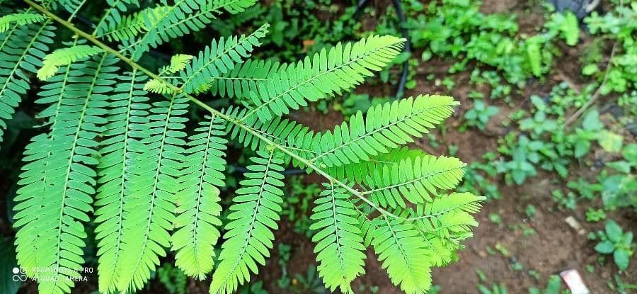 Amla 14