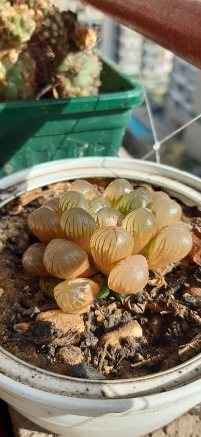 Hawortia Coopera 14
