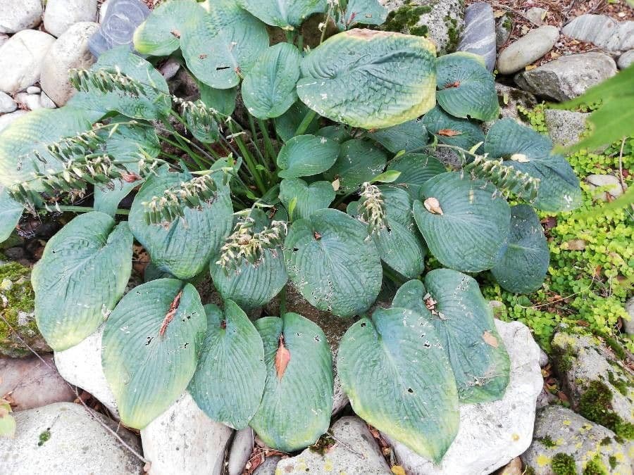Hosta 10
