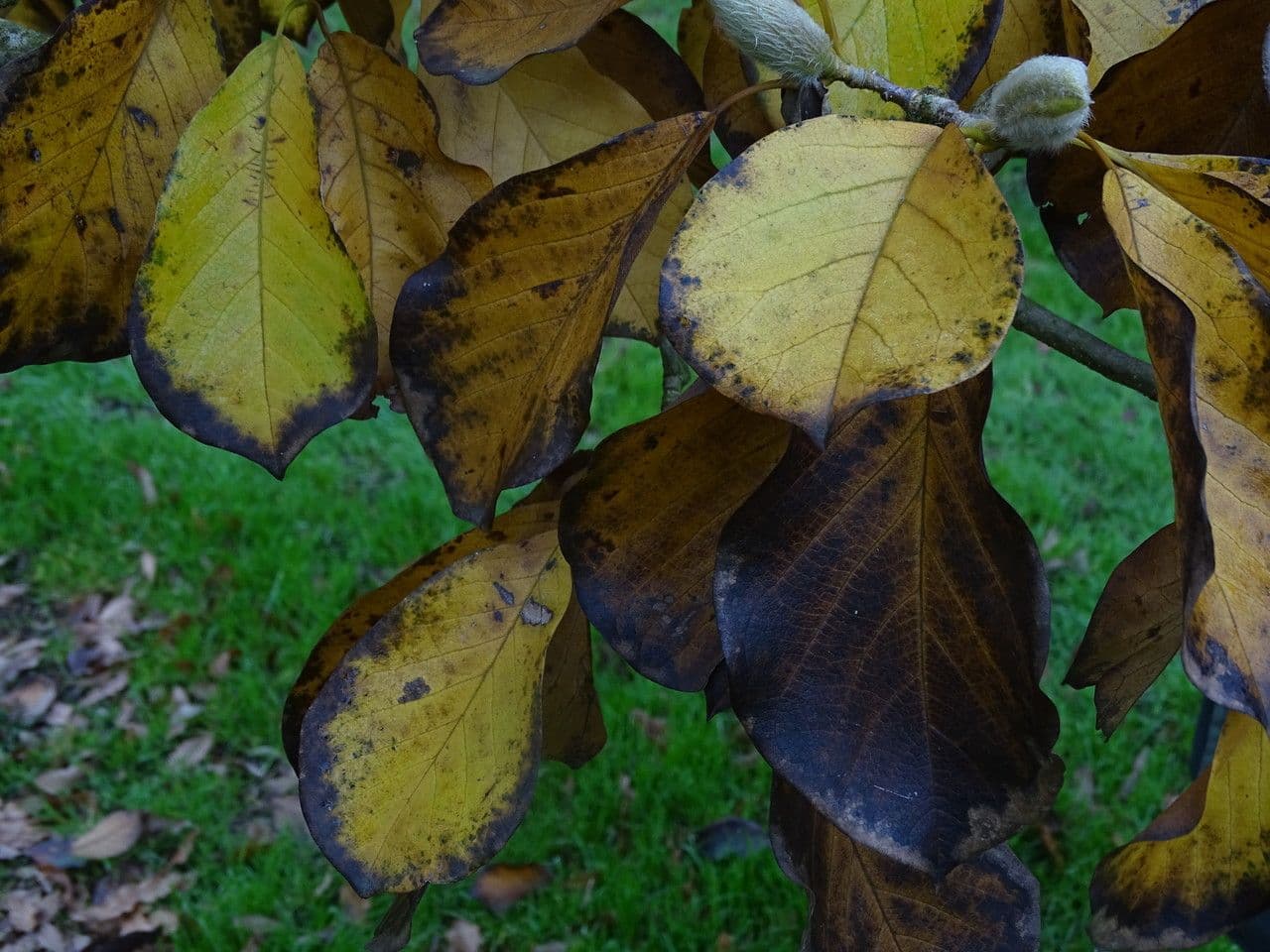 Magnolia 6