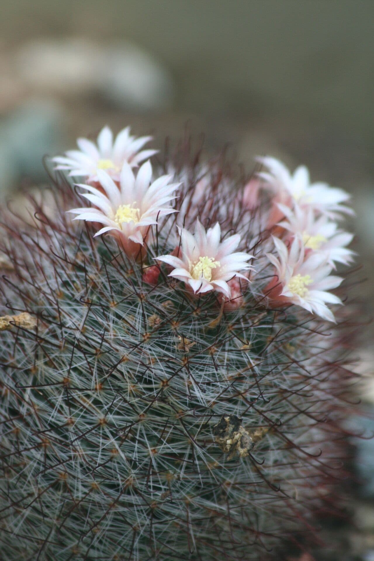Cactus coussin à fleurs vertes