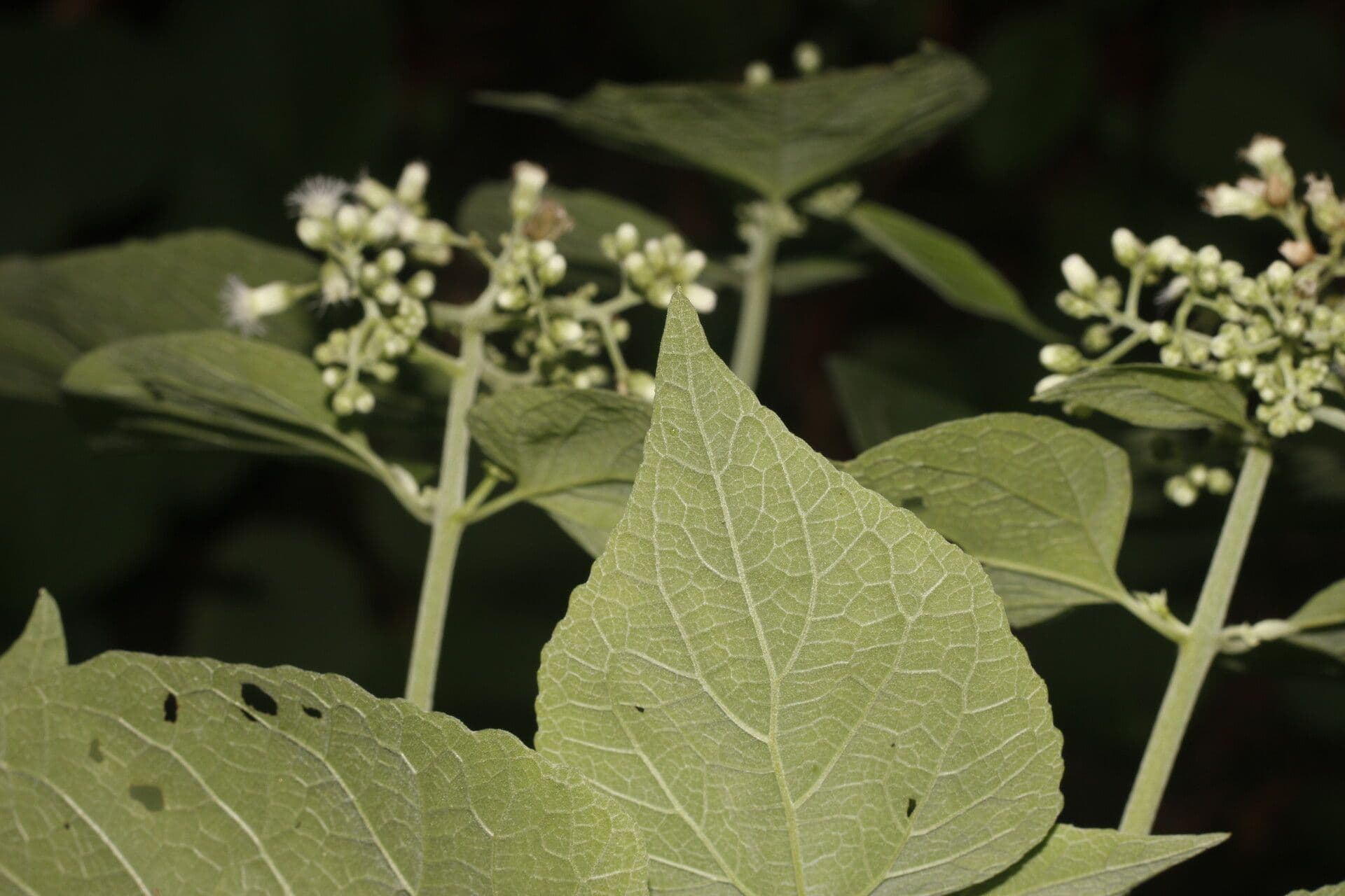 Hebeclinium 9