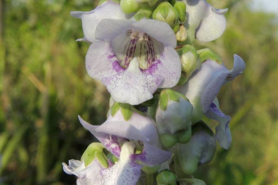 Angelonia integerrima 4
