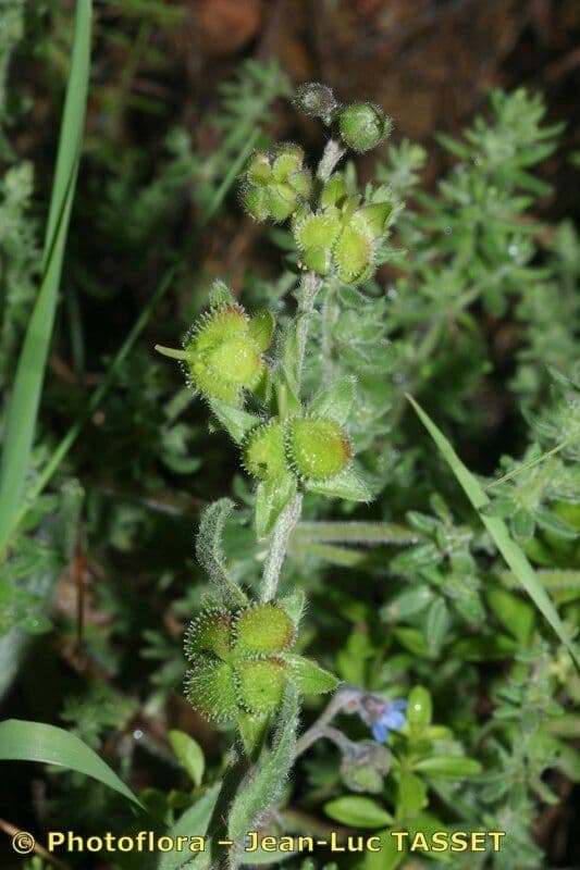 Cynoglossum dioscoridis 4