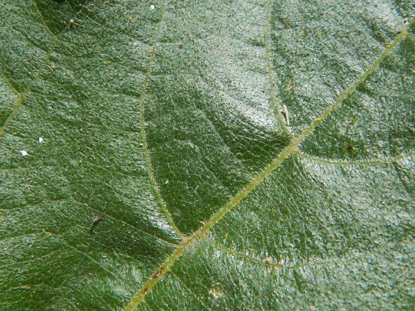 Viguiera dentata 14