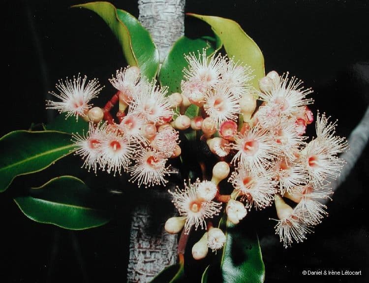 Syzygium 6