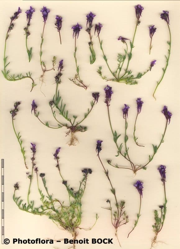 Linaria ametista 16