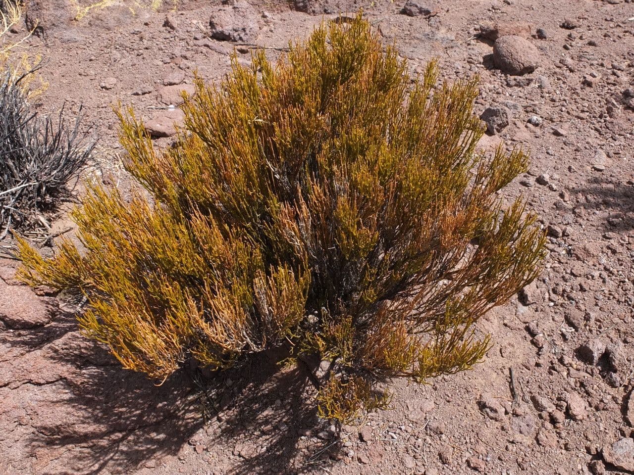 Parastrephia lucida 2