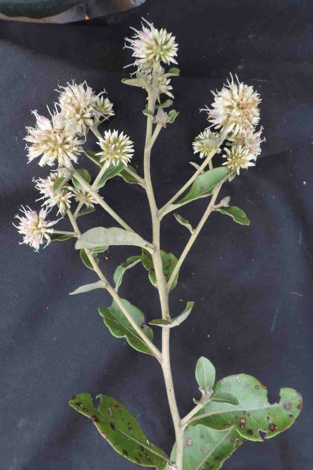Eremanthus 4