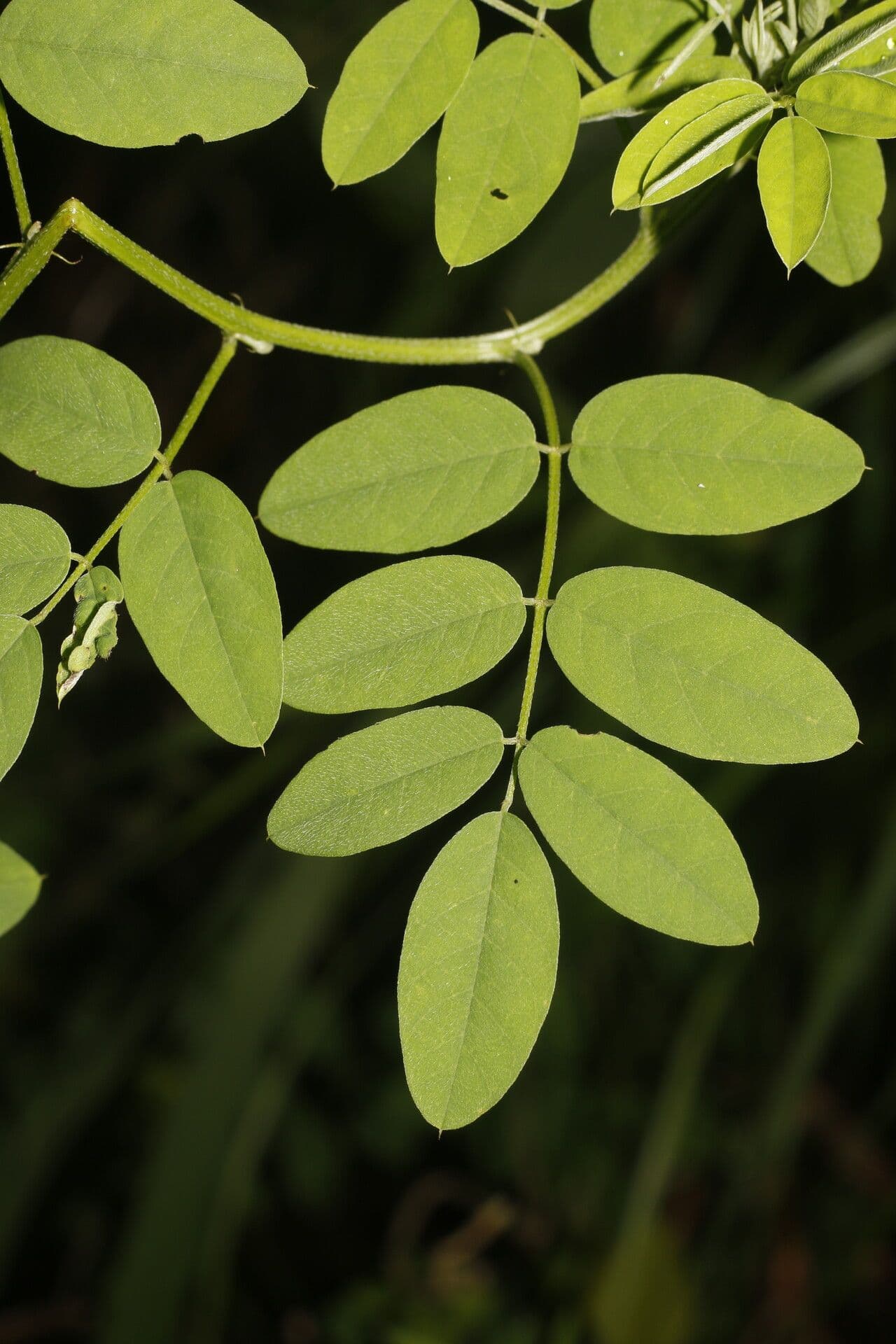 Indigofera 2
