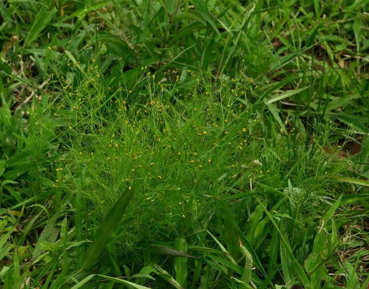 Schkuhria 10