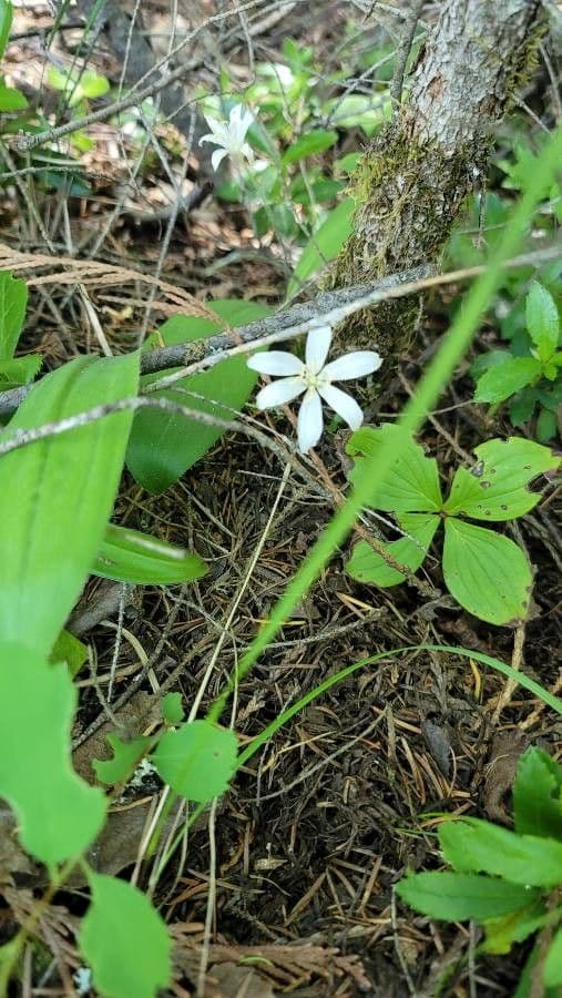 Coptis trifolié 3