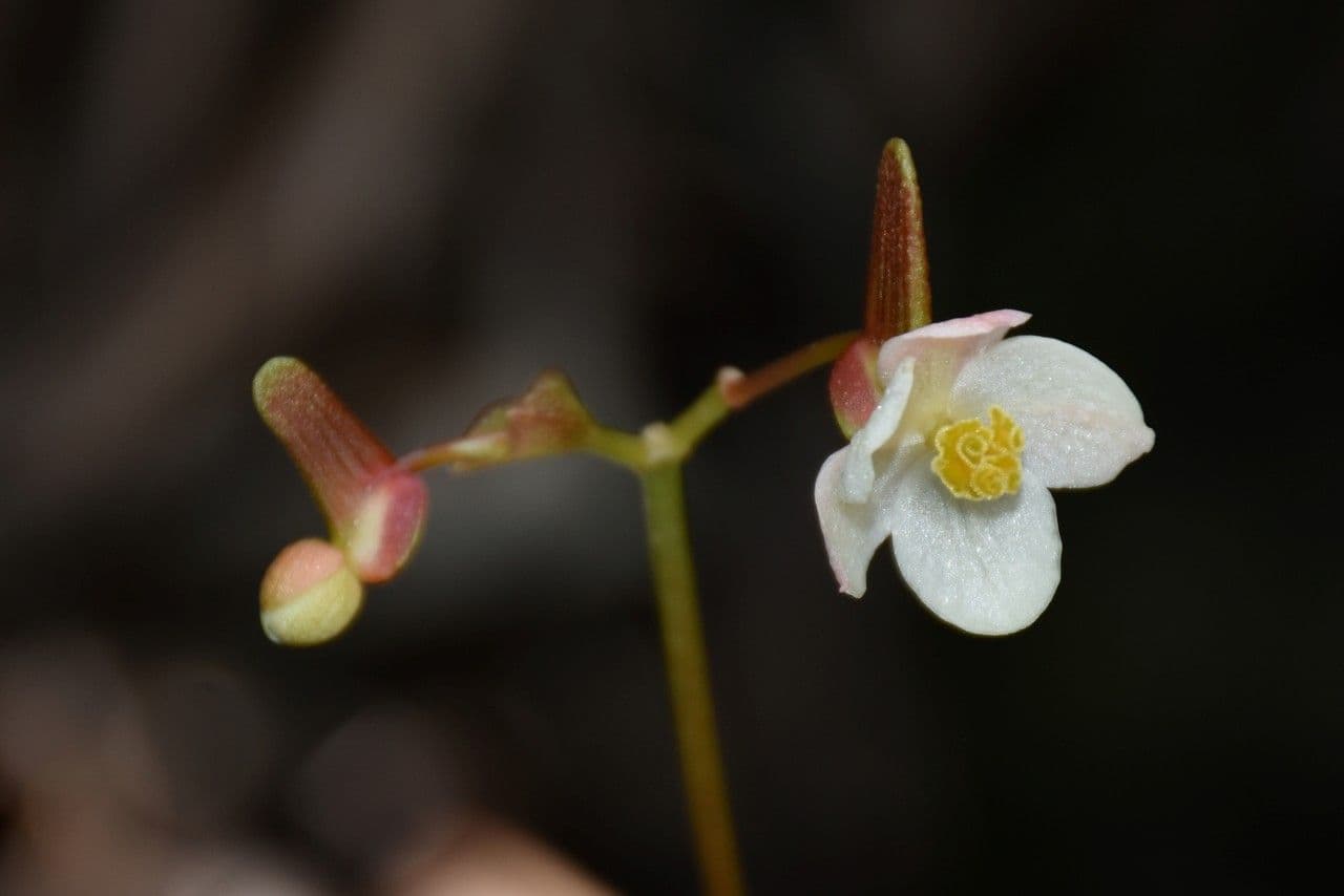 Begonia rex 4