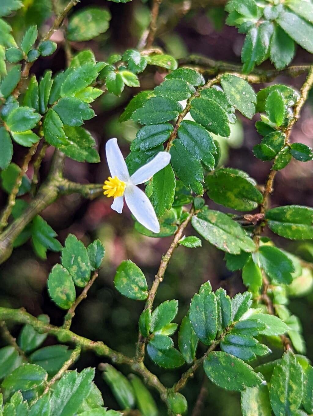Fuchsie-Begonie 3