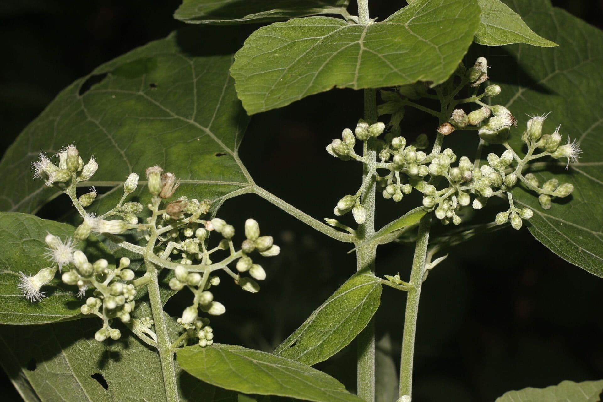 Hebeclinium 7