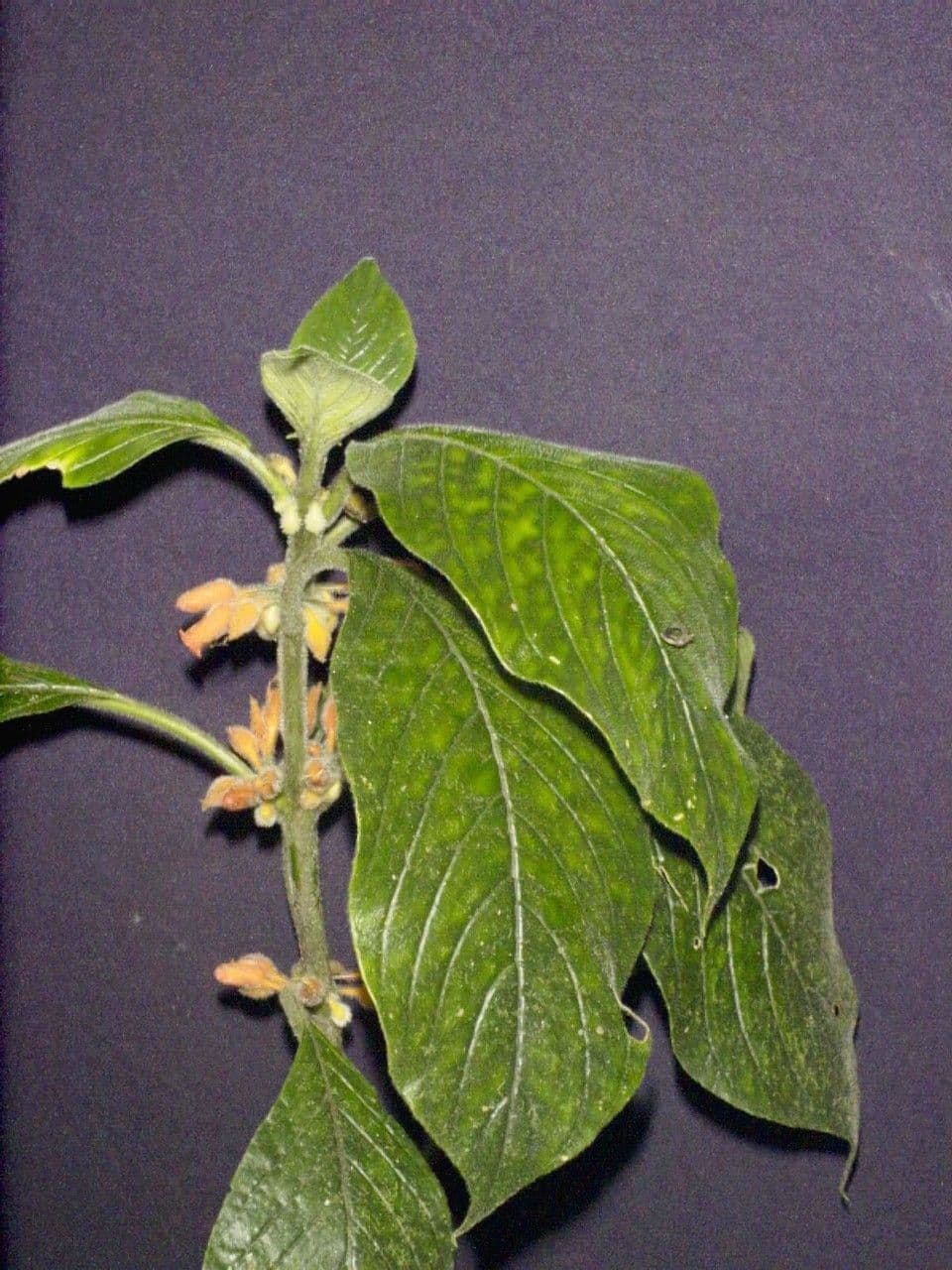 Besleria 13