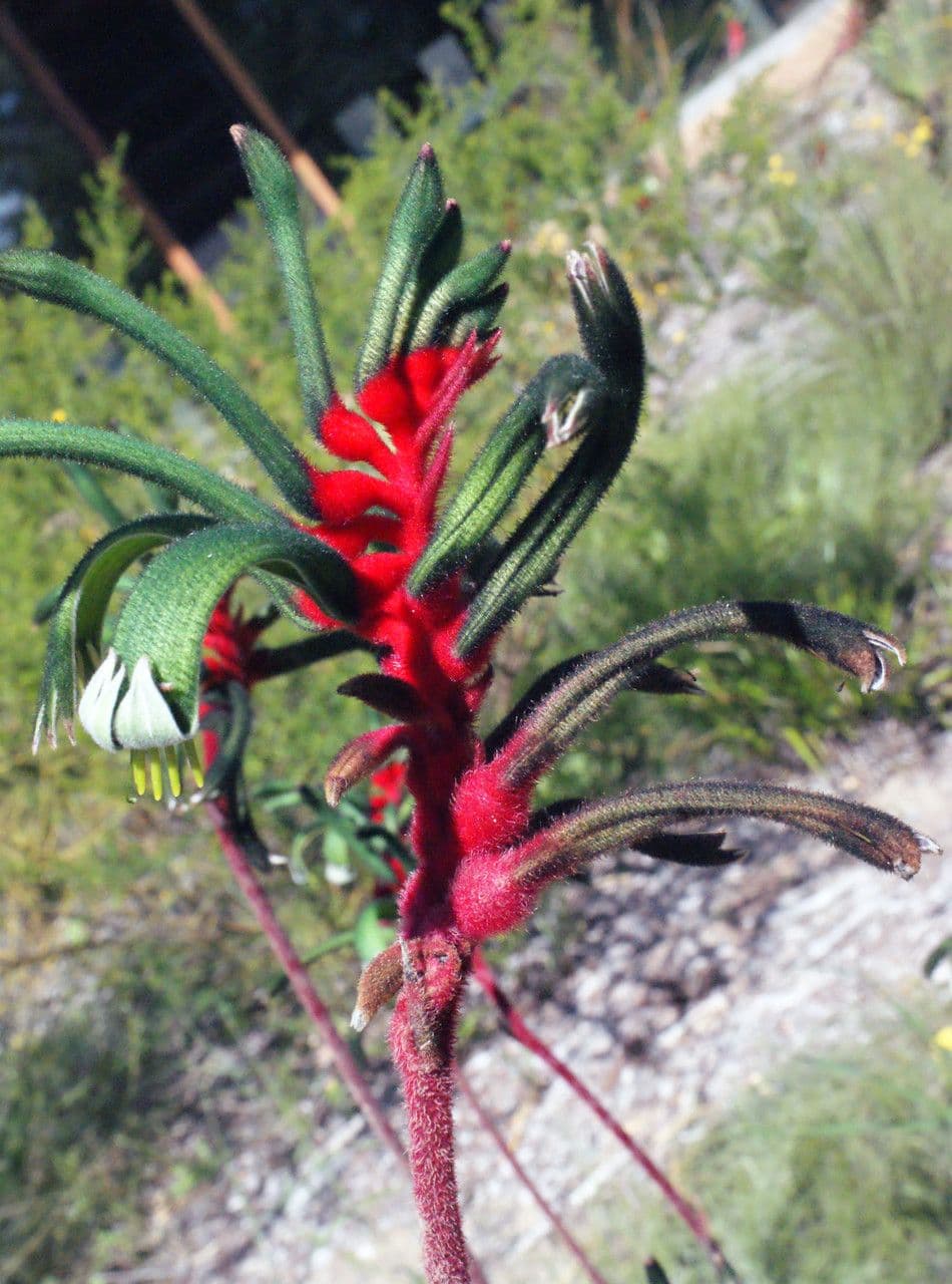 Anigozanthos 5