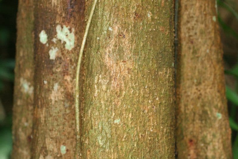 Pterocarpus 21