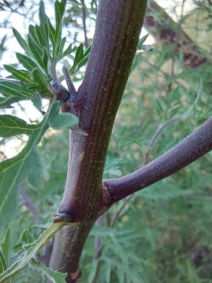 Ambrózia palinolistá 25