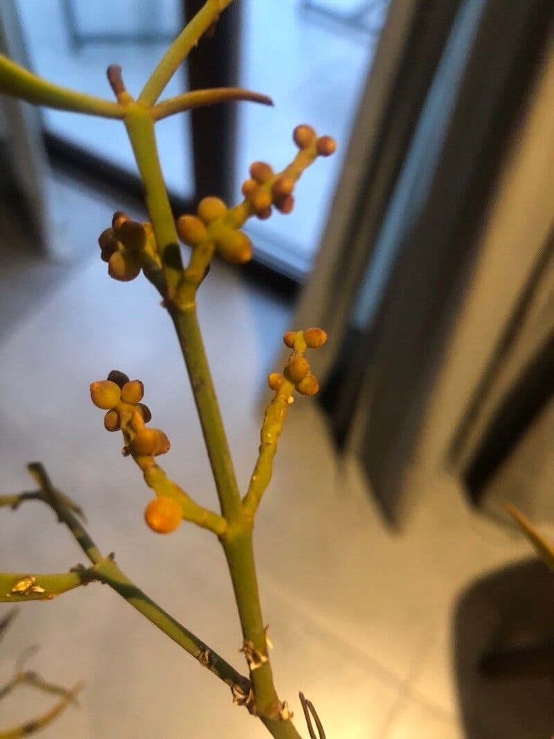Phoradendron 2