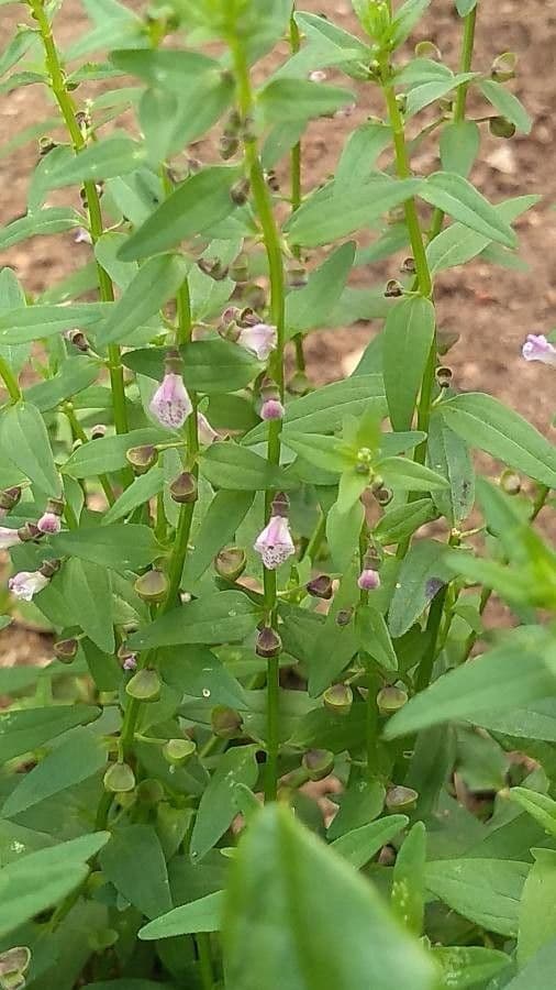 Scutellaria minore 14
