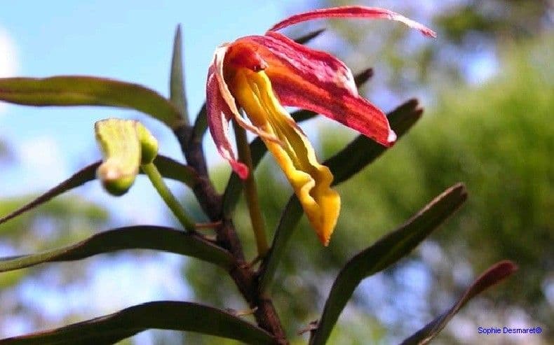 Dendrobium 7