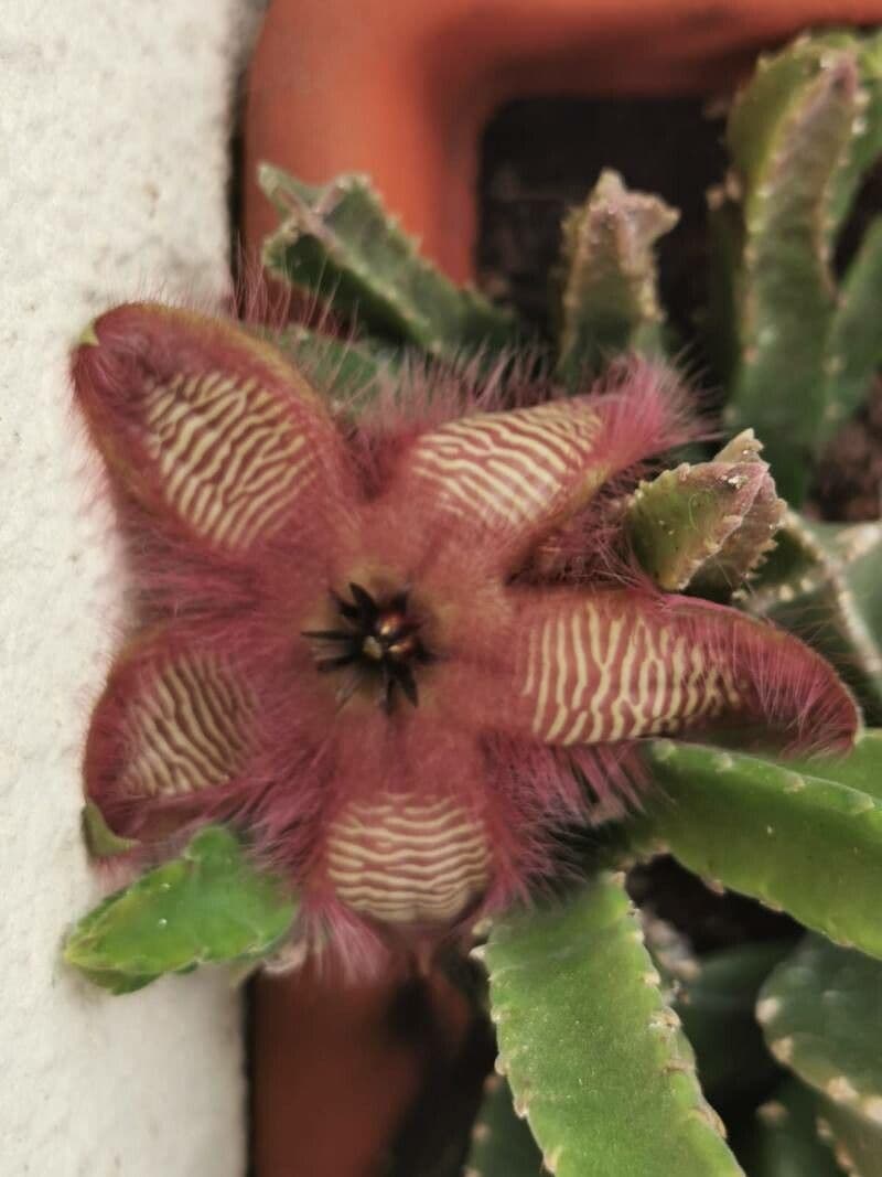 Aasblume 19