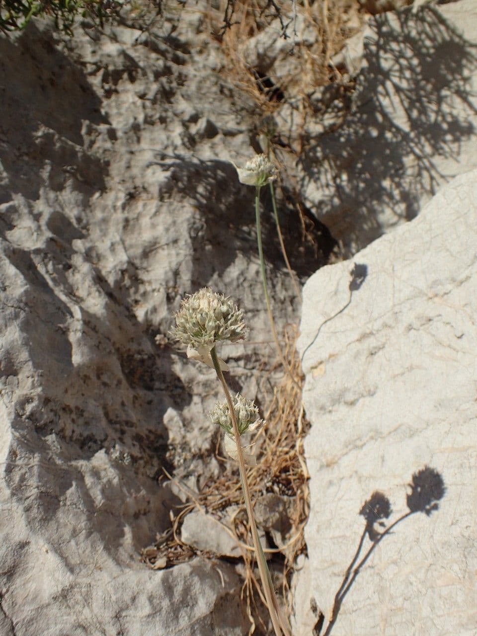 Aglio 13