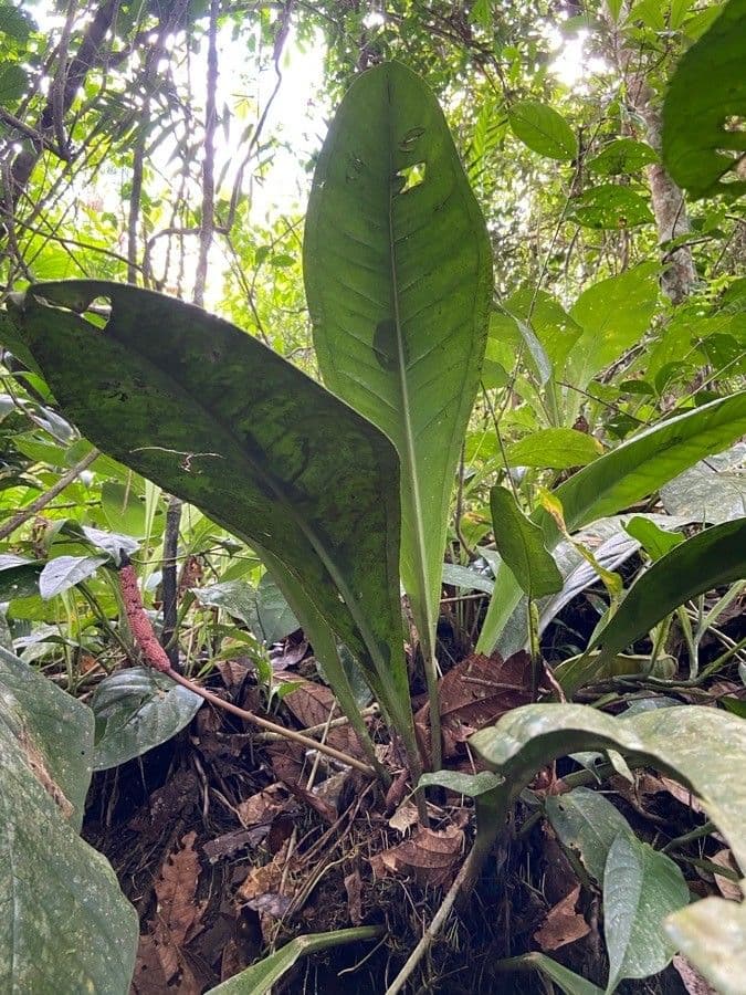 Anthurium 18