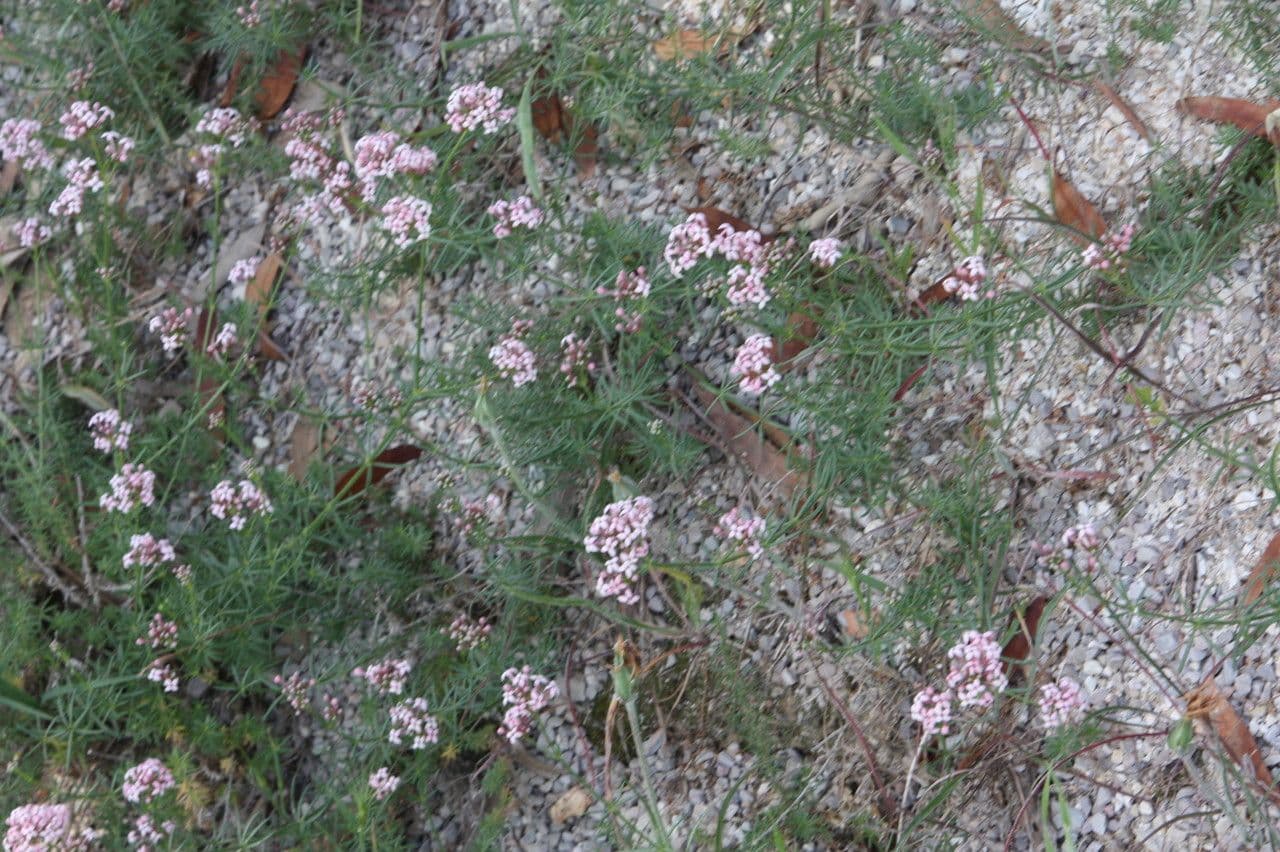 Asperula hirsuta 8