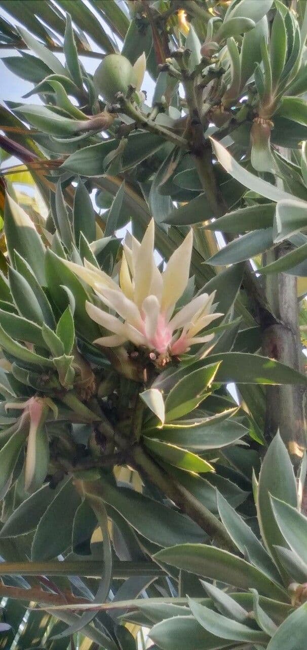 Garten-Sisal 7