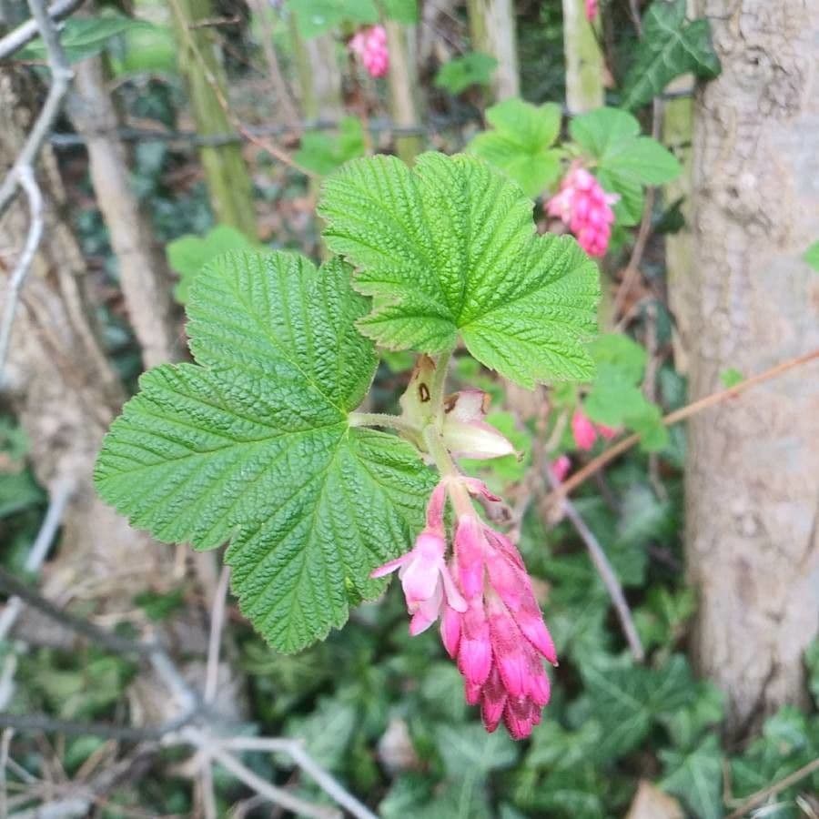 Ribes a fiori 19