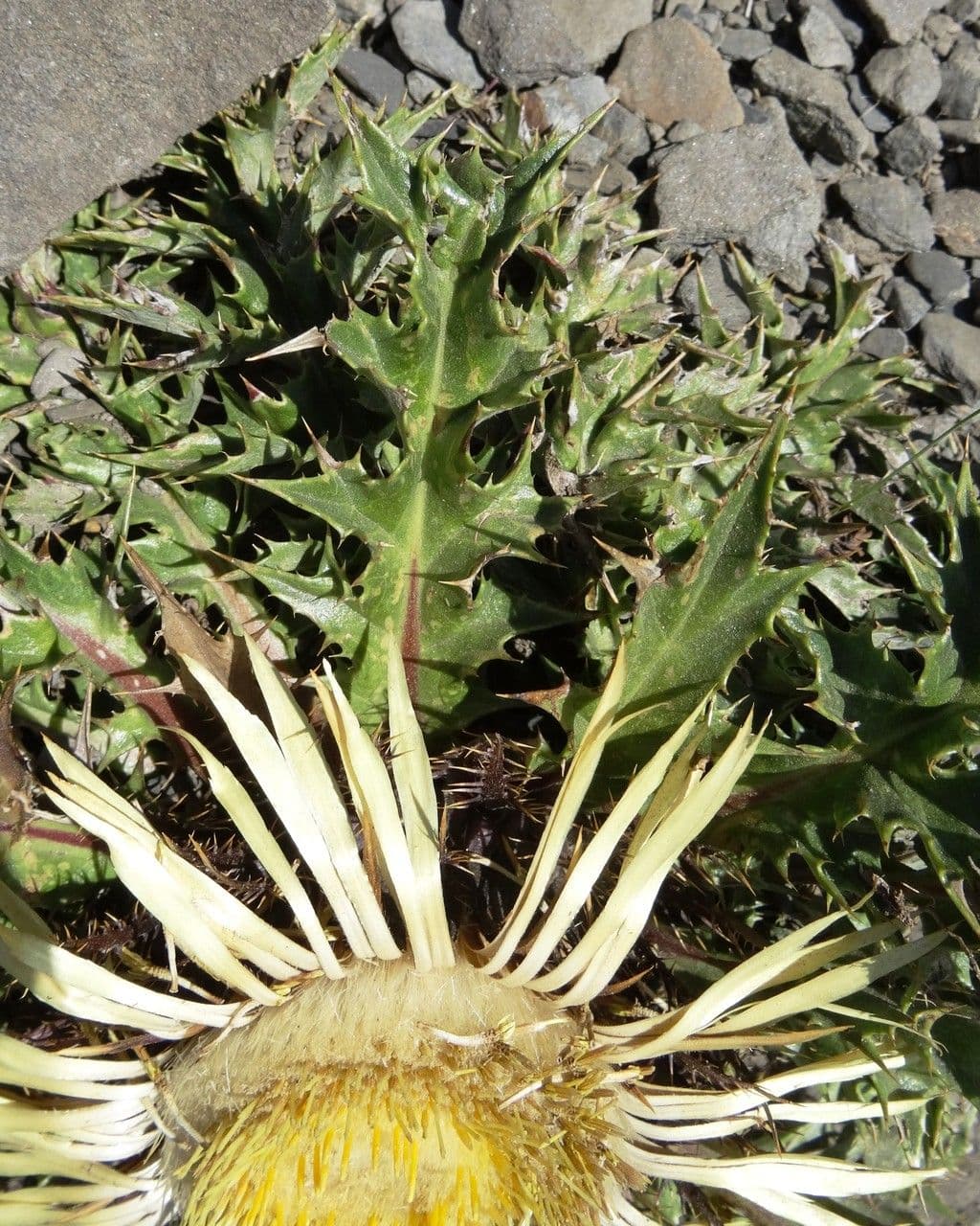 Akantusblättrige Eberwurz 17