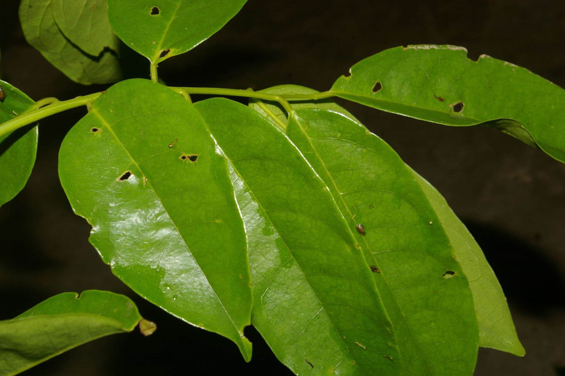 Pterocarpus 8