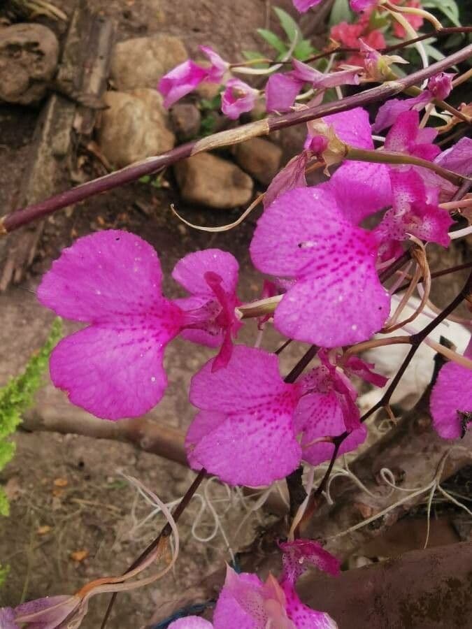Ionopsis 4
