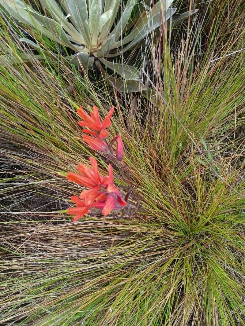 Castilleja 5