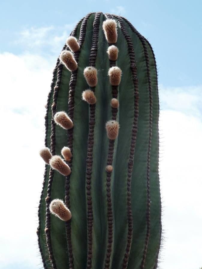 Cardón 3