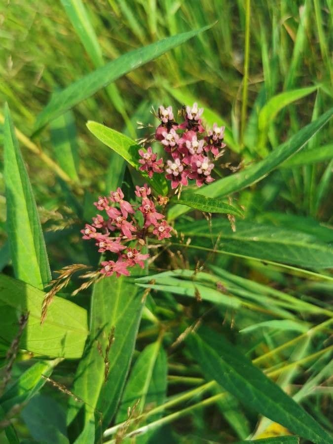 Asclepiade incarnata 8
