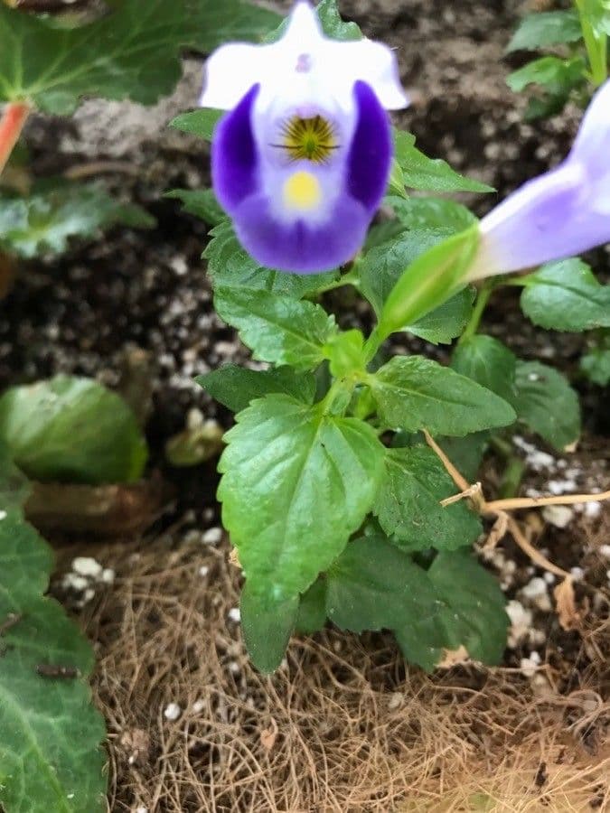 Torenia 17