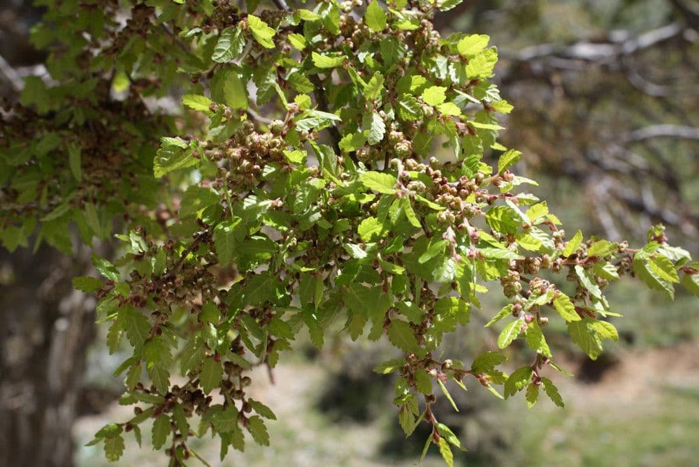 Zelkova cretese 4
